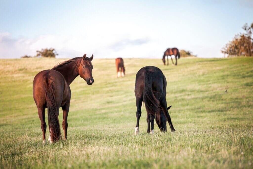 Découvrez comment se débarrasser de la culotte de cheval